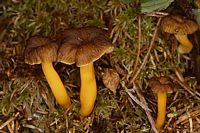 Chanterelle jaune. Cliquer pour agrandir l'image.