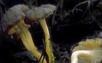 Chanterelle jaune. Cliquer pour agrandir l'image.