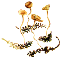 Ciboire des amentifères. Cliquer pour agrandir l'image.