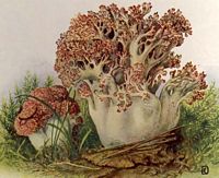 Clavaire chou-fleur. Dessin. Cliquer pour agrandir l'image.