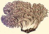 Clavaire chou-fleur. Dessin. Cliquer pour agrandir l'image.