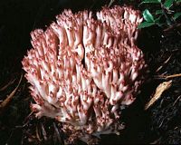 Clavaire chou-fleur. Cliquer pour agrandir l'image.