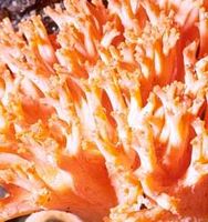 Clavaire chou-fleur. Cliquer pour agrandir l'image.
