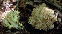 Clavaire chou-fleur. Cliquer pour agrandir l'image.