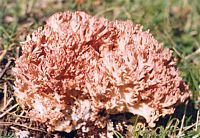 Clavaire chou-fleur. Cliquer pour agrandir l'image.
