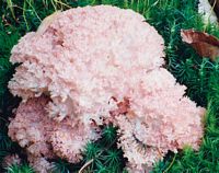 Clavaire chou-fleur. Cliquer pour agrandir l'image.