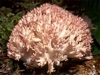 Clavaire chou-fleur. Cliquer pour agrandir l'image.