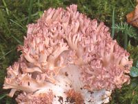 Clavaire chou-fleur. Cliquer pour agrandir l'image.