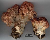 Clavaire chou-fleur. Cliquer pour agrandir l'image.