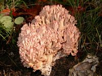Clavaire chou-fleur. Cliquer pour agrandir l'image.