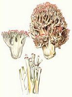 Clavaire chou-fleur. Dessin. Cliquer pour agrandir l'image.