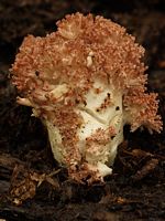Clavaire chou-fleur. Cliquer pour agrandir l'image.