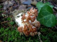 Clavaire chou-fleur. Cliquer pour agrandir l'image.