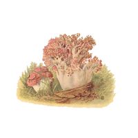 Clavaire chou-fleur. Dessin. Cliquer pour agrandir l'image.