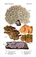 Clavaire crépue. Dessin d'identification. Cliquer pour agrandir l'image.