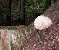 Clavaire crépue. Cliquer pour agrandir l'image.