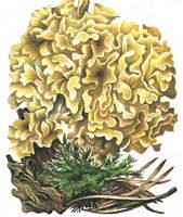 Clavaire crépue. Dessin. Cliquer pour agrandir l'image.