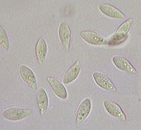 Clavaire fistuleuse. Spores. Cliquer pour agrandir l'image.