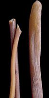 Clavaire fistuleuse. Cliquer pour agrandir l'image.