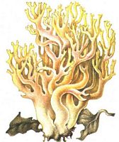 Clavaire jolie. Dessin. Cliquer pour agrandir l'image.