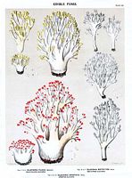 Clavaires. Dessin d'identification. Cliquer pour agrandir l'image.