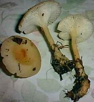 Clitocybe à pied en massue. Cliquer pour agrandir l'image.