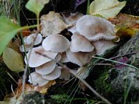 Clitocybe blanchi. Cliquer pour agrandir l'image.