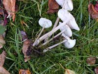 Clitocybe blanchi. Cliquer pour agrandir l'image.