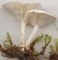 Clitocybe blanchi. Cliquer pour agrandir l'image.