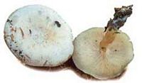 Clitocybe cérusé. Cliquer pour agrandir l'image.