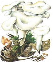 Clitocybe des feuilles. Dessin. Cliquer pour agrandir l'image.