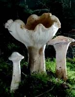 Clitocybe géotrope. Cliquer pour agrandir l'image.