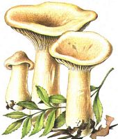 Clitocybe géotrope. Dessin. Cliquer pour agrandir l'image.