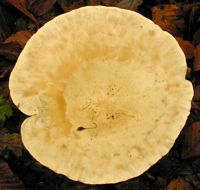 Clitocybe géotrope. Cliquer pour agrandir l'image.