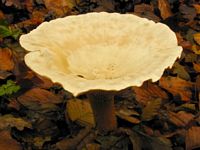 Clitocybe géotrope. Cliquer pour agrandir l'image.