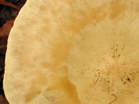 Clitocybe géotrope. Gros-plan surface. Cliquer pour agrandir l'image.