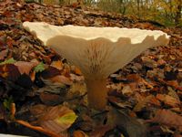 Clitocybe géotrope. Cliquer pour agrandir l'image.