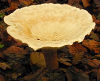 Clitocybe géotrope. Cliquer pour agrandir l'image.