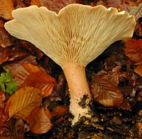 Clitocybe géotrope. Cliquer pour agrandir l'image.