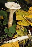Clitocybe géotrope. Cliquer pour agrandir l'image.