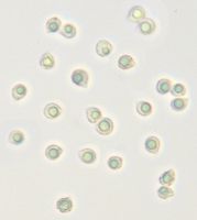 Clitocybe géotrope. Spores. Cliquer pour agrandir l'image.
