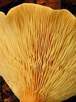 Clitocybe géotrope. Lames en gros-plan. Cliquer pour agrandir l'image.
