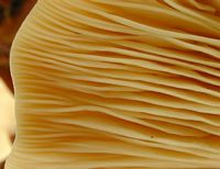 Clitocybe géotrope. Lames grossies. Cliquer pour agrandir l'image.
