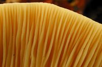Clitocybe géotrope. Lames grossies. Cliquer pour agrandir l'image.
