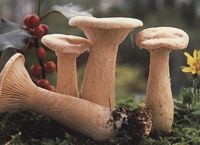 Clitocybe géotrope. Cliquer pour agrandir l'image.