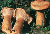 Clitocybe géotrope. Cliquer pour agrandir l'image.