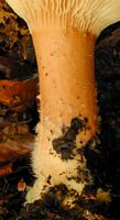 Clitocybe géotrope. Pied. Cliquer pour agrandir l'image.