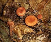 Clitocybe géotrope. Cliquer pour agrandir l'image.
