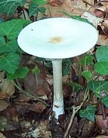 Clitocybe géotrope. Cliquer pour agrandir l'image.