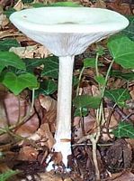 Clitocybe géotrope. Cliquer pour agrandir l'image.